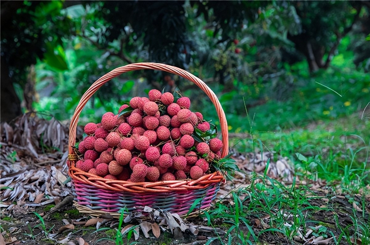 \xe5\xb9\xbf\xe4\xb8\x9c\xe8\x8d\x94\xe6\x9e\x9d \xe5\x8a\xb1\xe5\xbf\x97\xe4\xb9\x8b\xe8\xb7\xaf