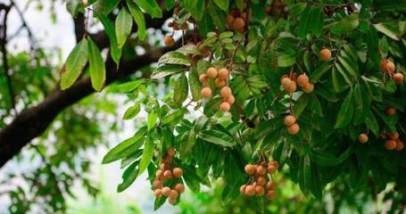 “果韻傳承 創(chuàng)意荔鄉(xiāng)”茂名市特色水果文創(chuàng)產(chǎn)品設(shè)計(jì)大賽開始啦~