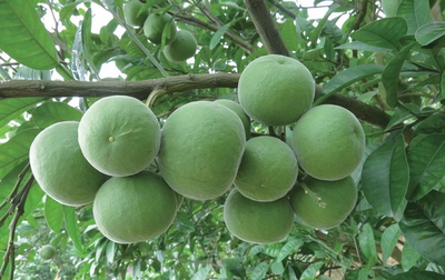 “一只小果”促“一大產業”!化橘紅地理標志品牌效應凸顯