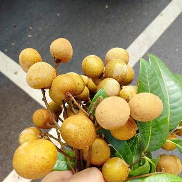 [儲良龍眼批發]廣東茂名高州市龍眼 9.00元/斤儲良龍眼 _ 一畝田