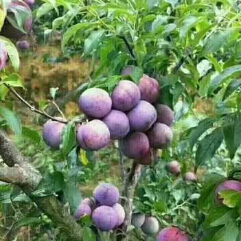 農產品批發供應商韋興塘 - 惠農網電腦版