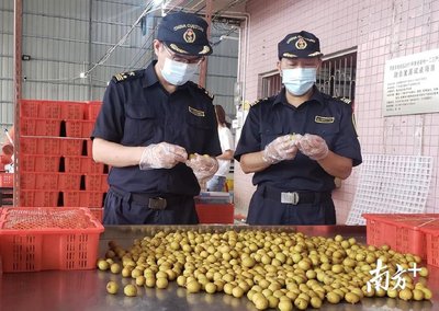 茂名海關硬核措施幫扶,“茂字號”農產品出口逆勢飄紅
