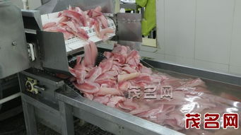 上半年我市出口水海產品增長勢頭猛