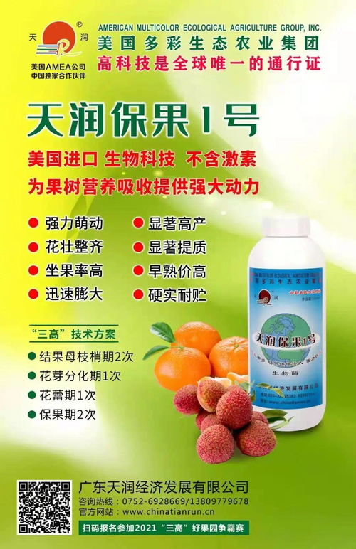 陽西與茂名荔枝進入花芽分化期，果農積極應對促豐收