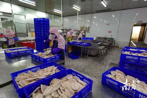 電白前三季度八項主要經濟指標領跑茂名全市