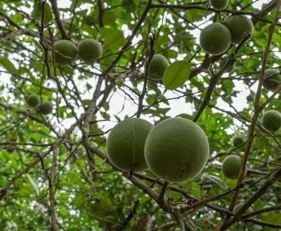 重磅！茂名六個林業產業園入選省級推薦名單