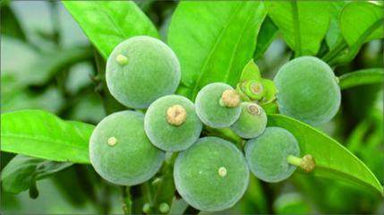 邂逅春日芬芳，茂名化橘紅賞花節邀您共賞橘紅花海